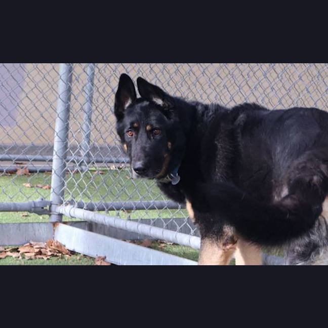 Photo of Rex