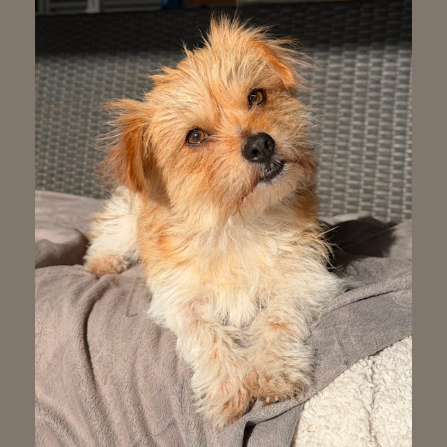 Photo of Bindi