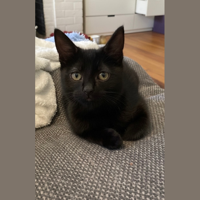 Photo of Midnight
