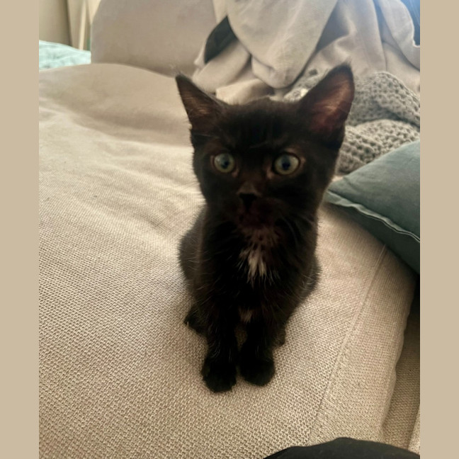 Photo of Burnt Marshmallow (Burni)