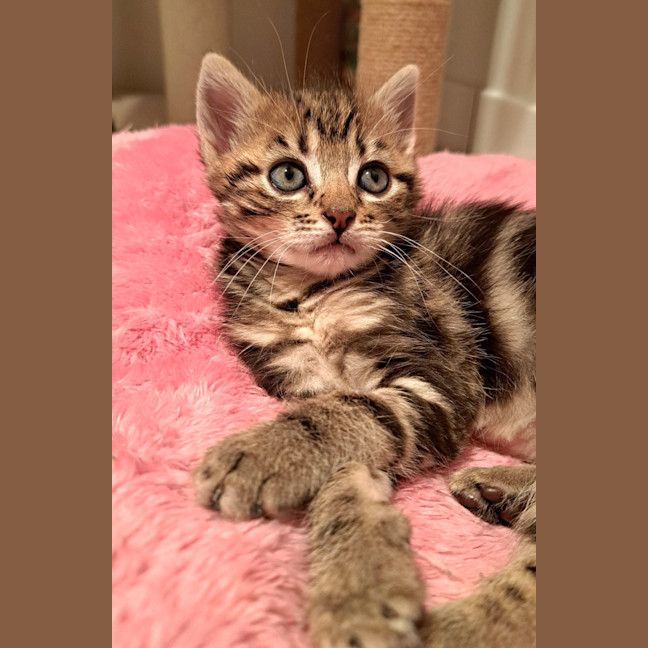 Photo of C1466 Maple