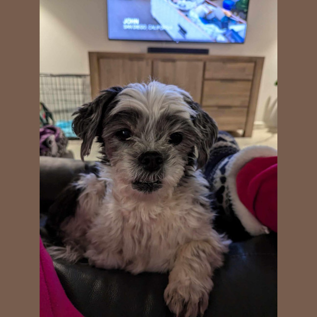 Photo of Molly