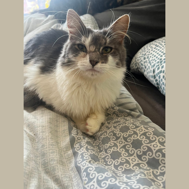 Photo of Delphine ❣️ *9 Lives Project Rescue*