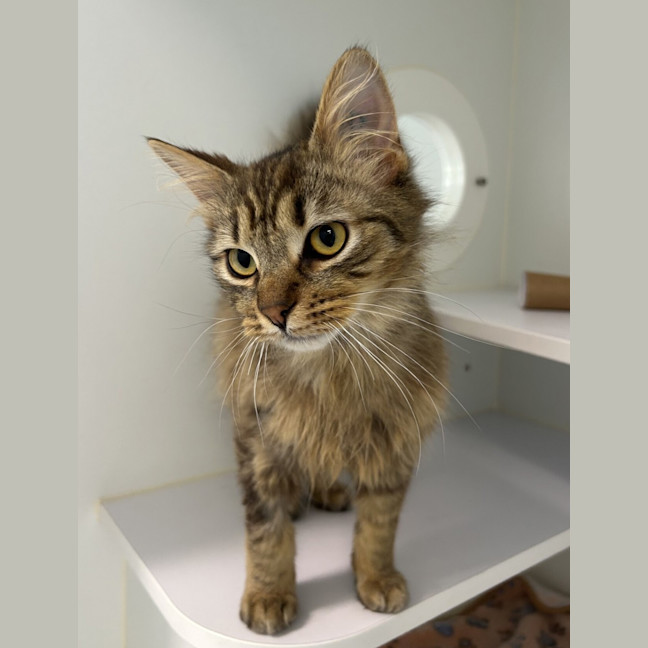 Photo of Coco (Bonded To Benji)