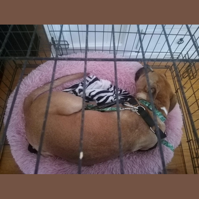 Photo of Daisy