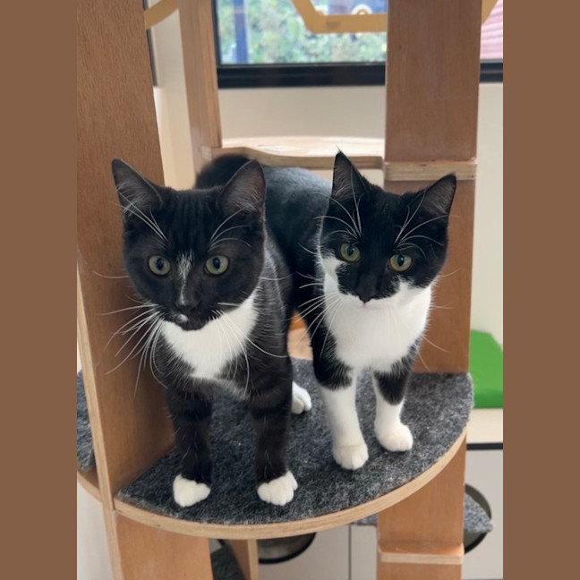 Photo of Hunter (Bonded To Einstein)