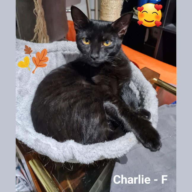 Photo of Charlie 
