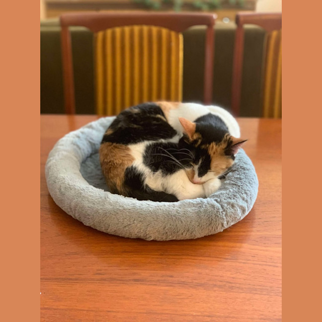 Photo of Maia   Located In Preston