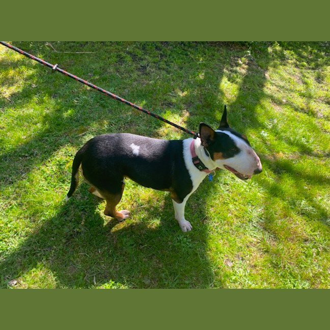 Photo of Mishka