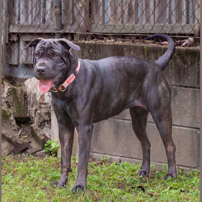 Photo of Briar