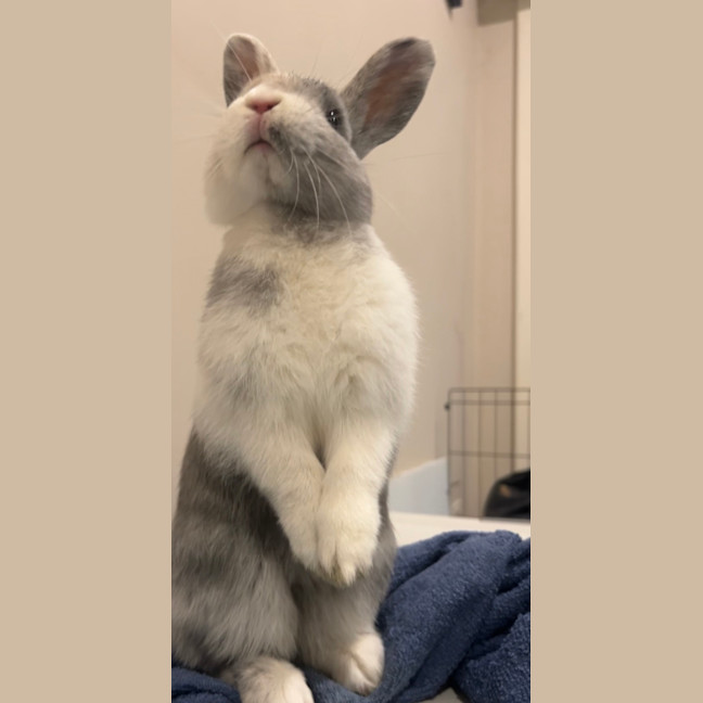 Photo of Marshmallow (Now  Martin)