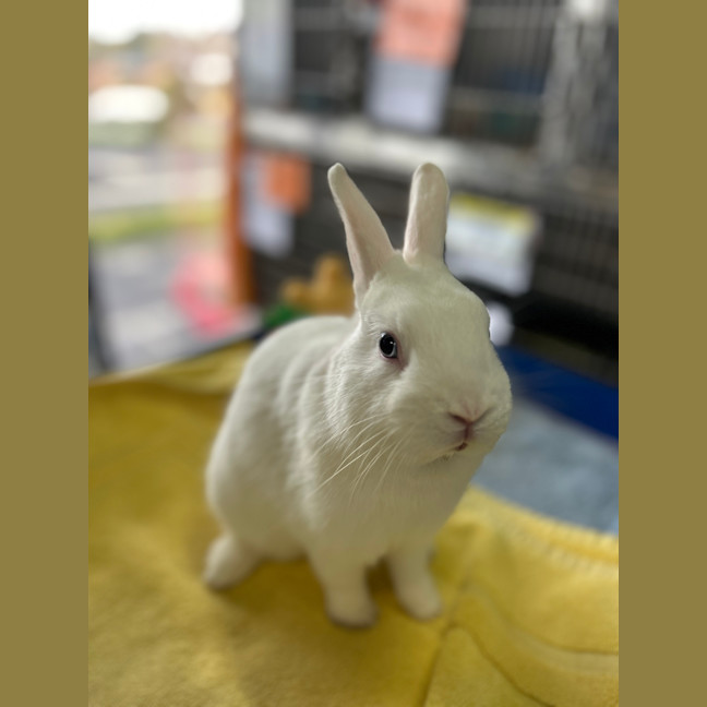 Photo of Mozzarella