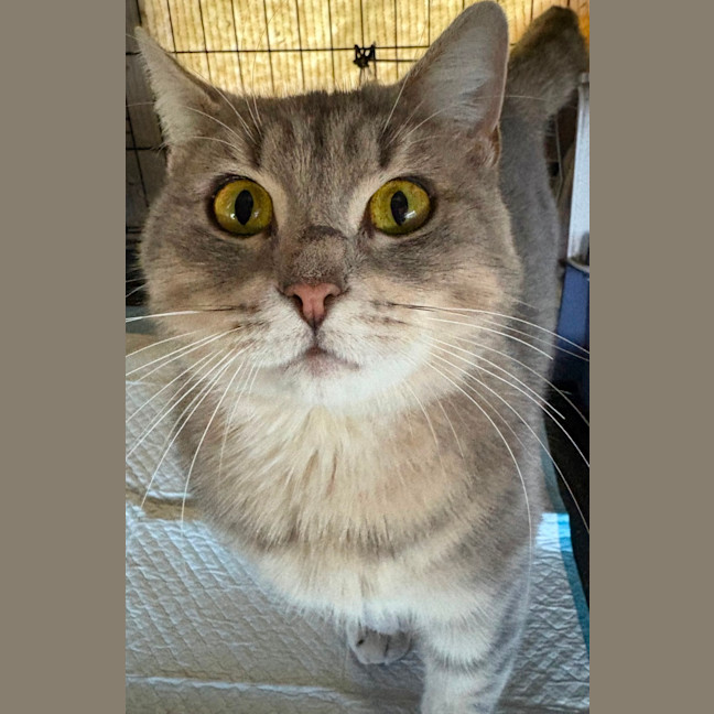 Photo of Dahlia