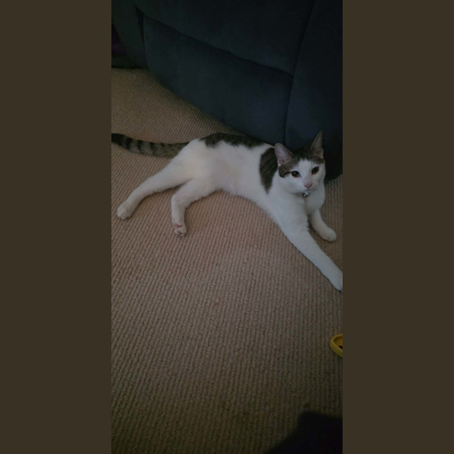 Photo of Willow 