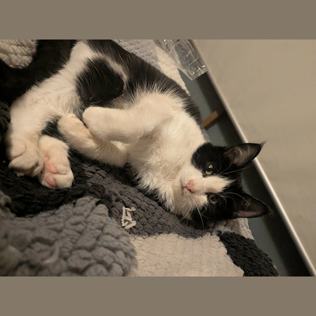 Photo of Stumpy