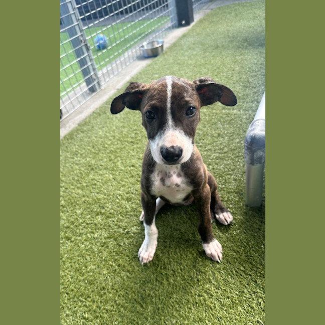 Photo of D1274 Polly