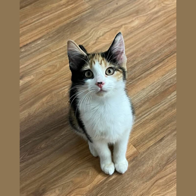 Photo of Cupcake