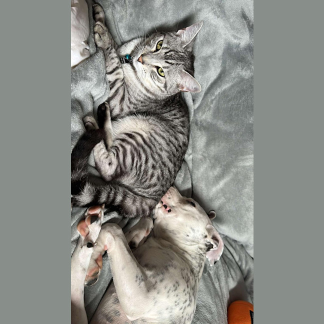 Photo of Piglet Imp 2393