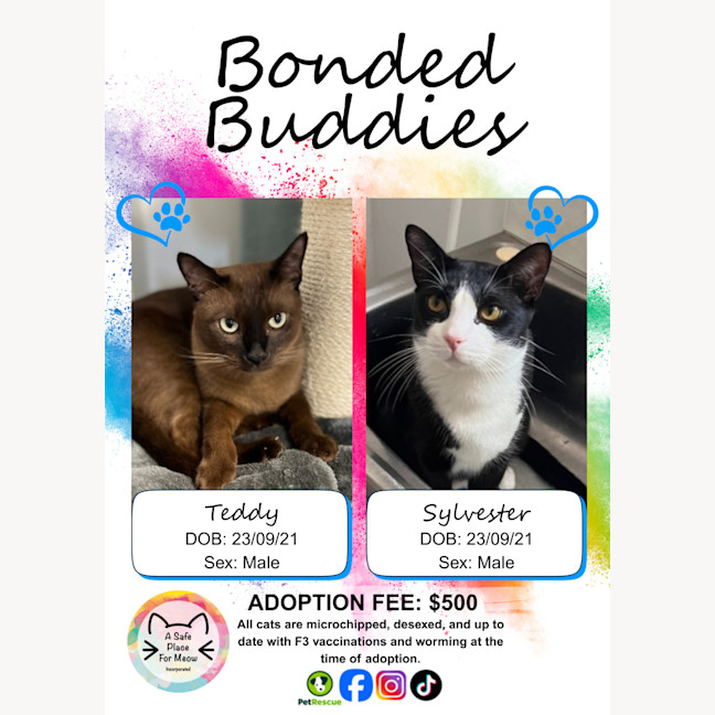 Photo of Bonded Buddies   Teddy And Sylvester