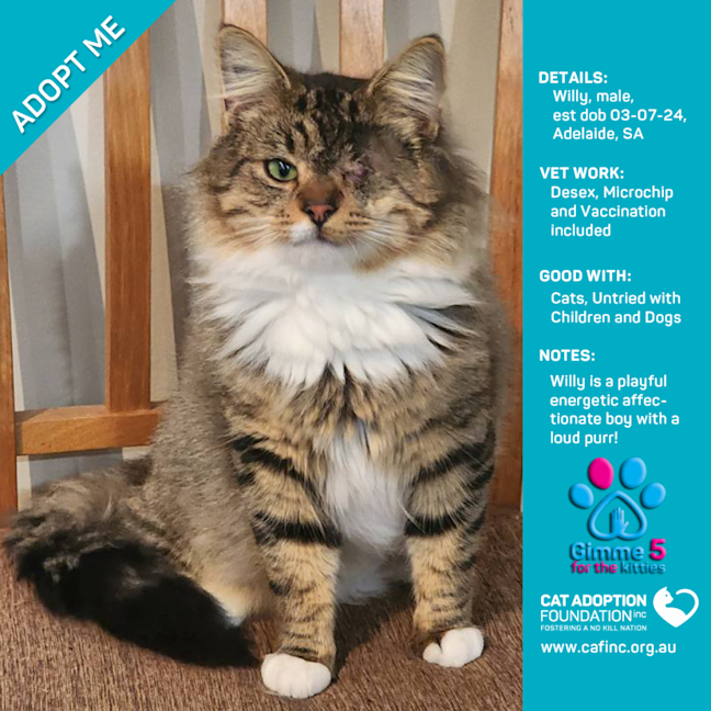 Photo of Willy Only $50 Limited Time!