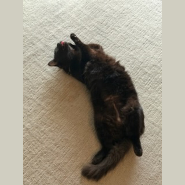 Photo of Spencer *9 Lives Project Rescue*
