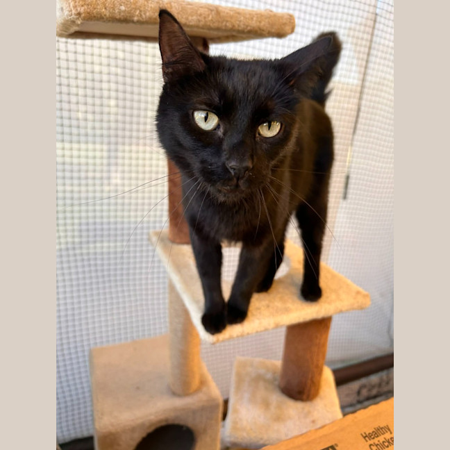 Photo of Binx