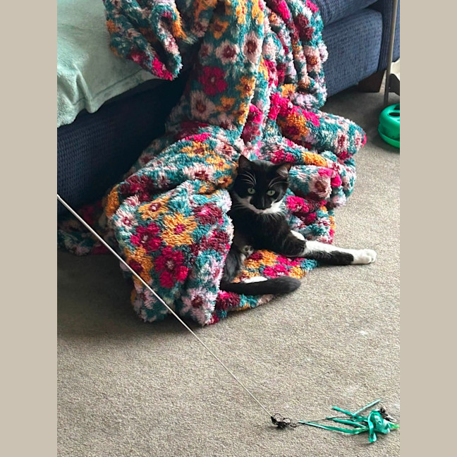 Photo of Pepper