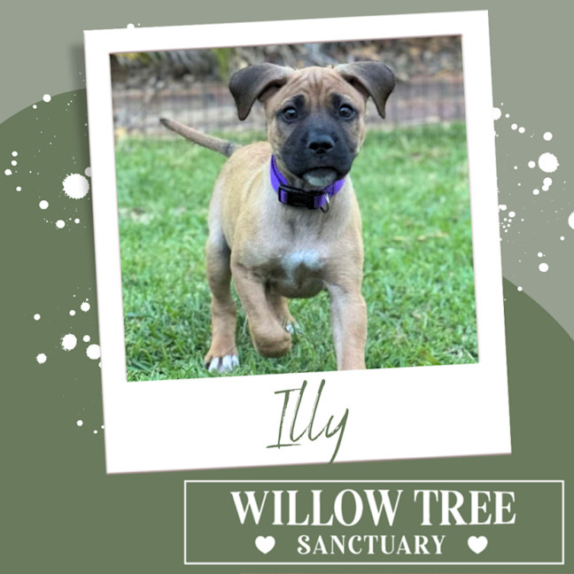 Photo of Illy