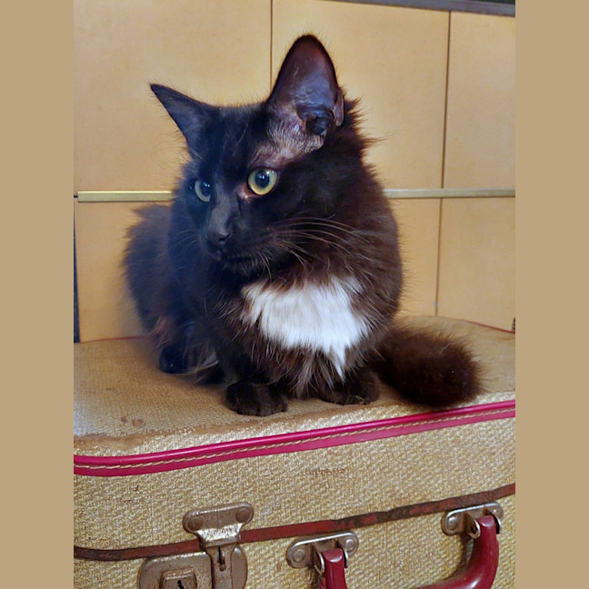 Photo of Kitty Purry
