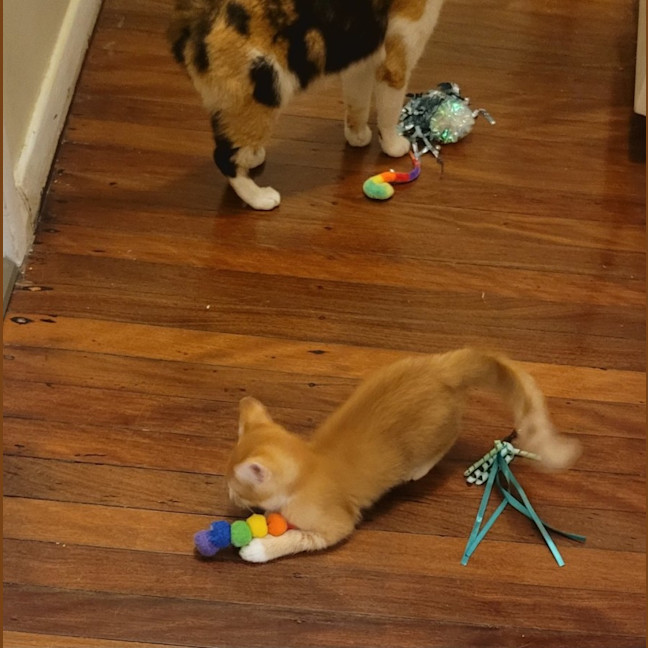 Photo of Pixie & Dixie   7 Week Old Domestic Short Hair