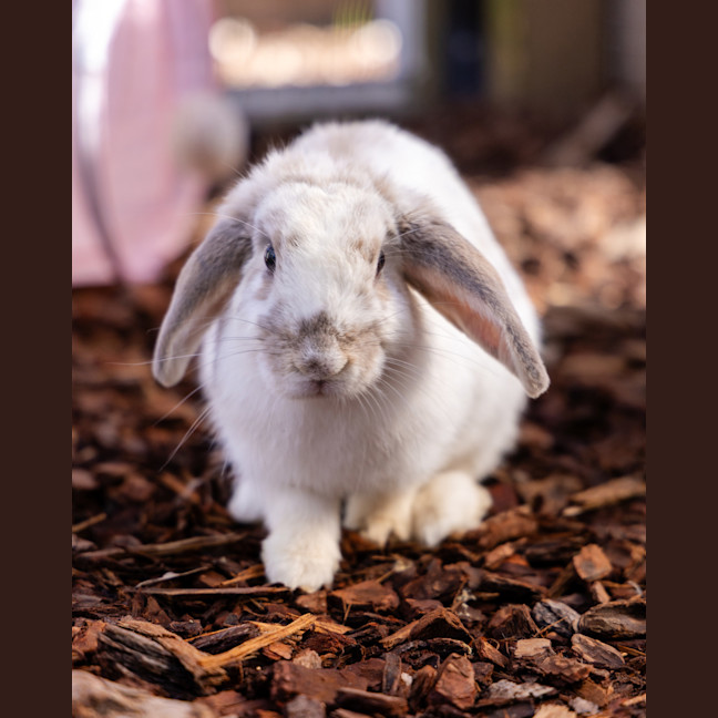 Photo of Aries