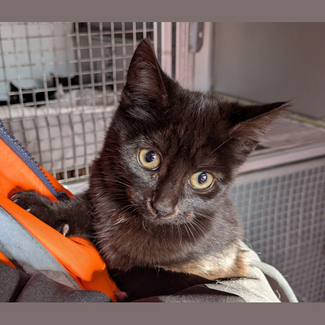 Photo of Mushroom Magee