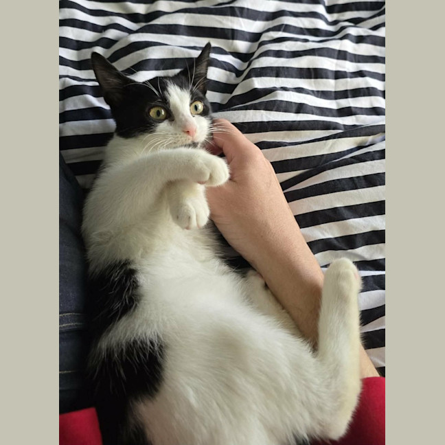 Photo of Pickle