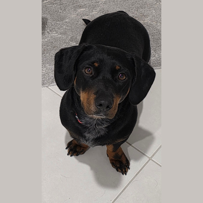 Photo of Kip   2 Year Old Cattle Dog X Dachshund