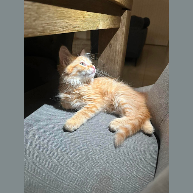Photo of Cheetos