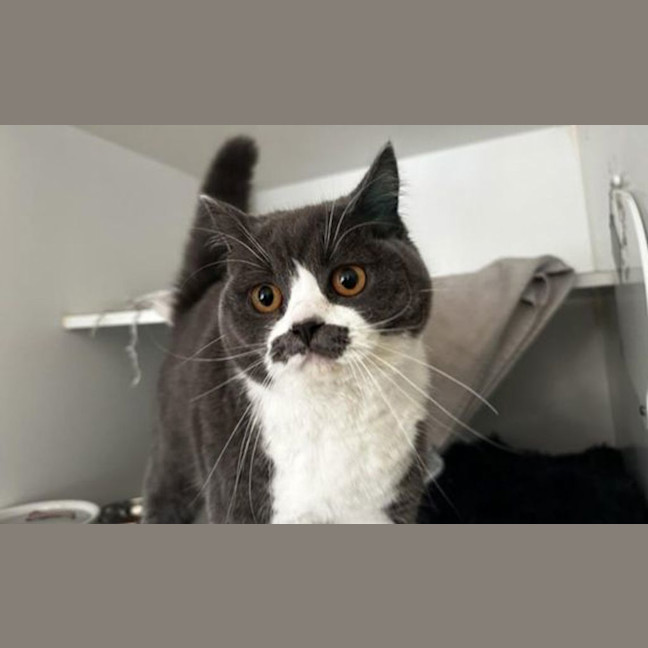 Photo of Crumpet