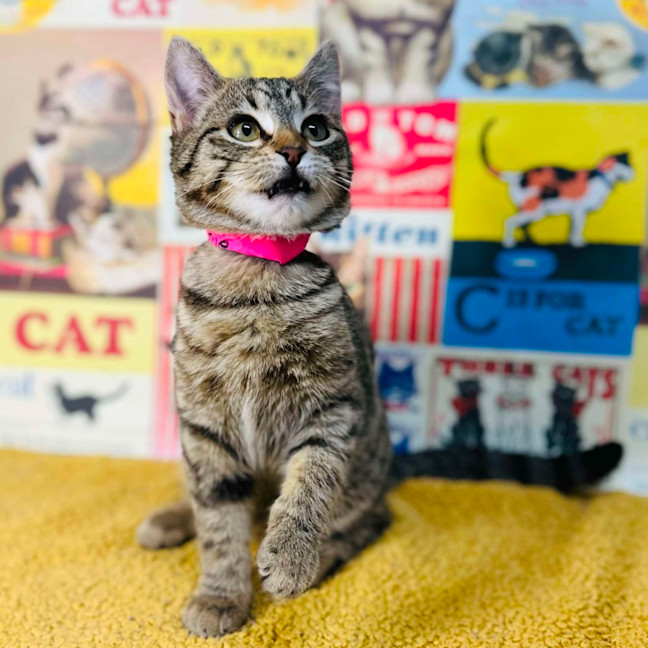 Photo of Meringue   Located In Preston 