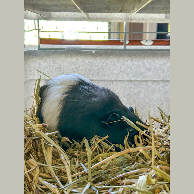 Photo of Sadie