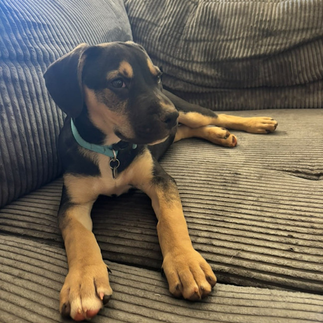 Photo of Roxy
