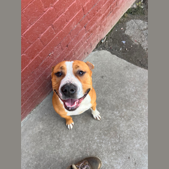 Photo of Brutus