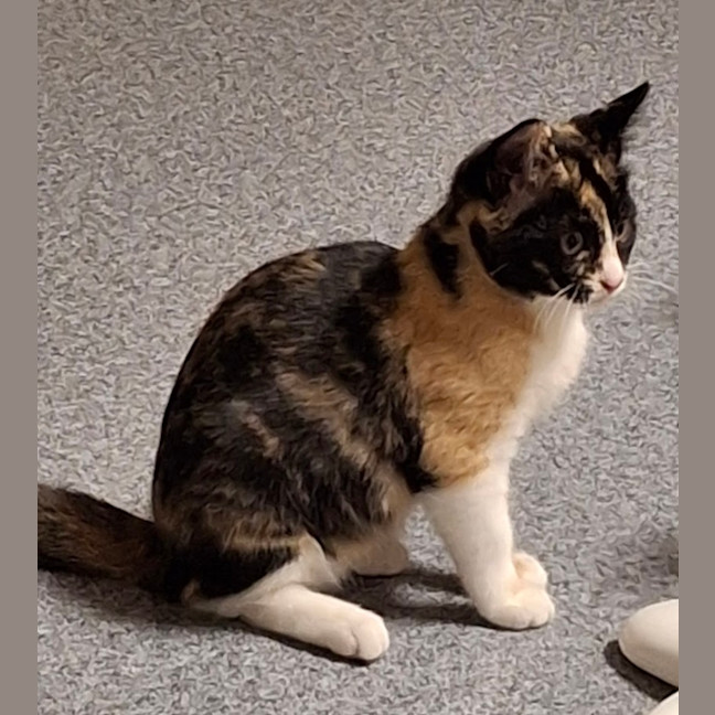 Photo of Callie