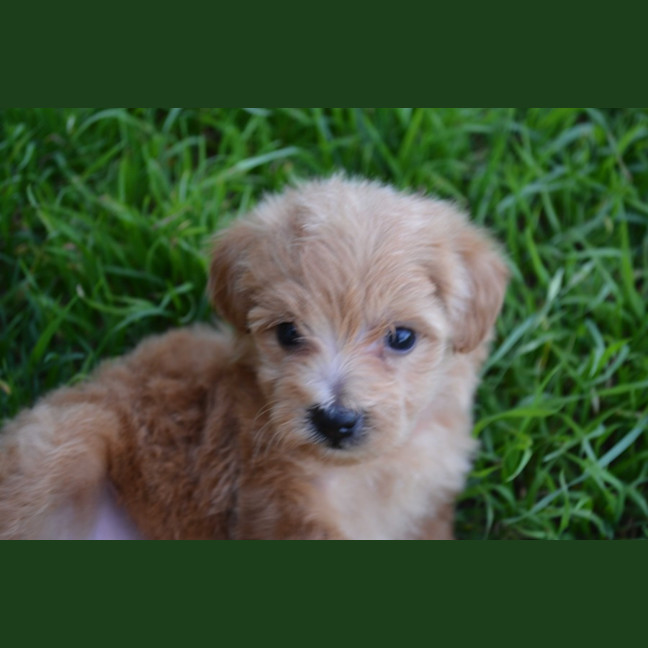 Photo of Theodore *Relisted*