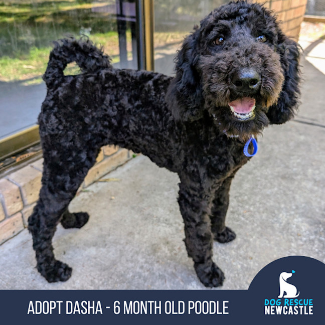 Photo of Dasha   6 Month Old Poodle (Trial)