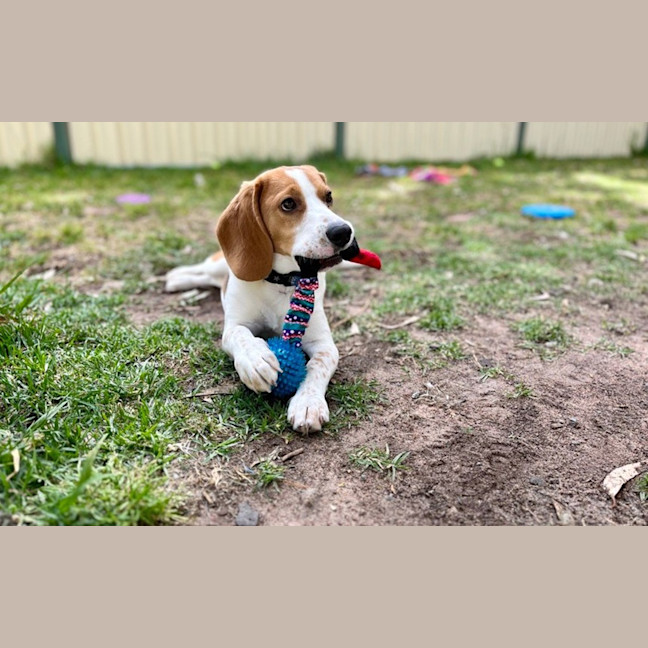 Photo of Bagel