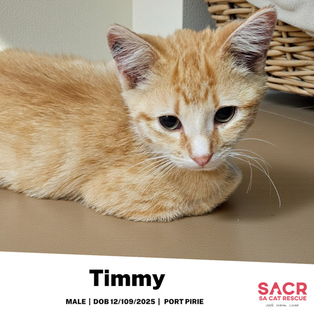Photo of Timmy