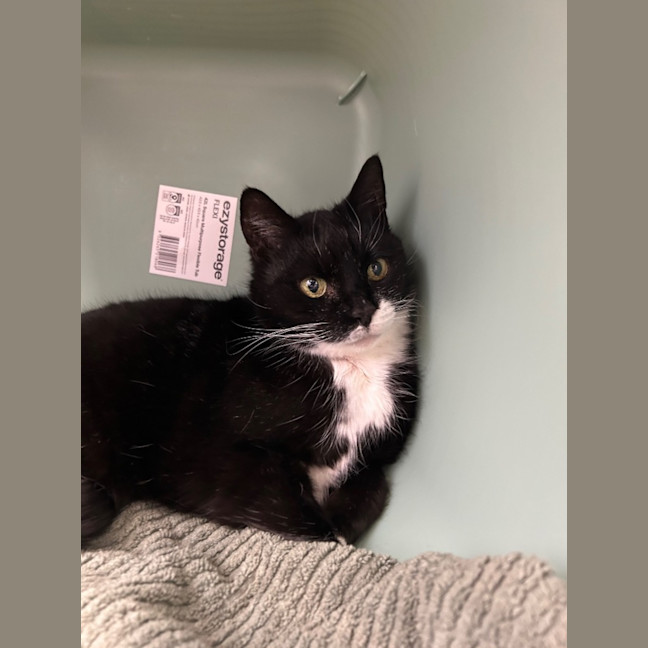 Photo of Zinnia Wormwood