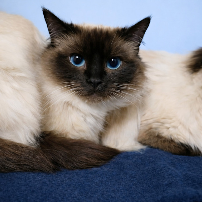 Photo of Sailor Moon & Shilo *9 Lives Project Rescue*