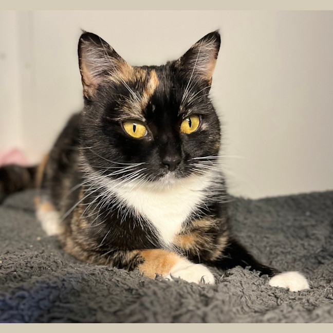 Photo of Stella