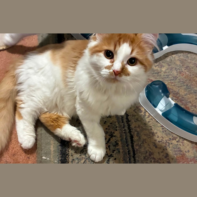 Photo of Simba