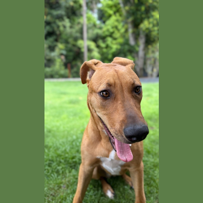 Photo of Brittany *$250 Adoption Fee*